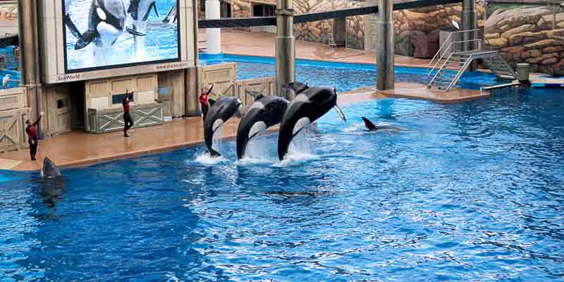 همه چیز در مورد دلفیناریوم باتومی + تصاویر دلفین ها