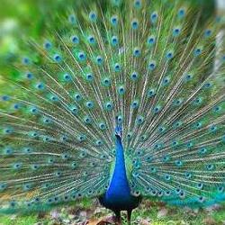 باغ پرندگان اصفهان