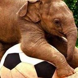 فیل سواری در کرابی