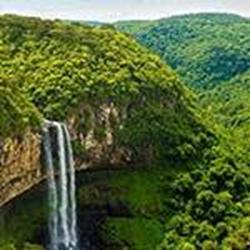 بزرگترین جنگل جهان