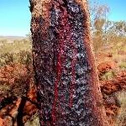 درختی که با زخمی شدن خونریزی می کند