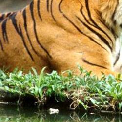 باغ وحش ملی نگارا مالزی + عکس