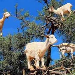 بزهای درختی مراکش