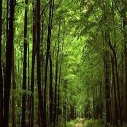 جنگل گیسوم کجاست و چه تفریحاتی دارد؟ + بهترین زمان سفر