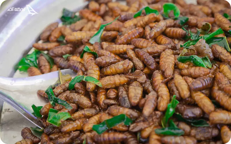 شفیره کرم ابریشم