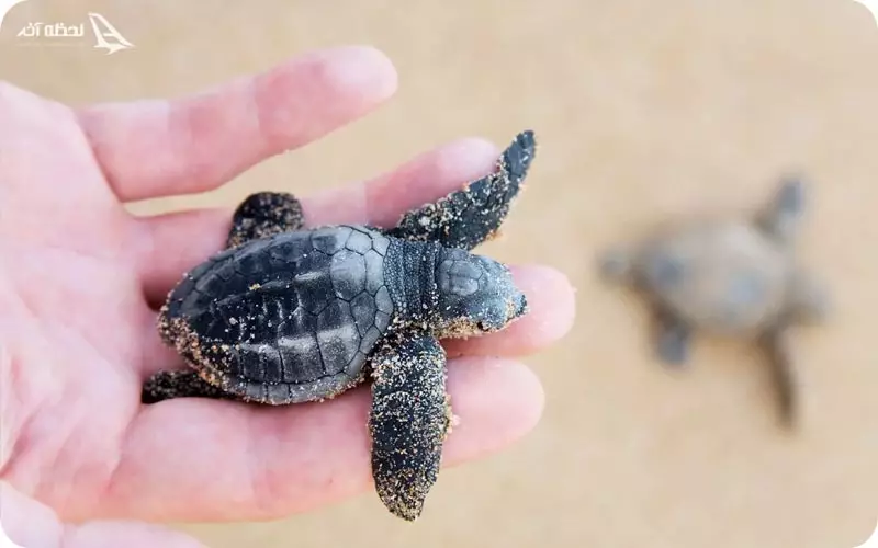 ساحل لاکپشت ها