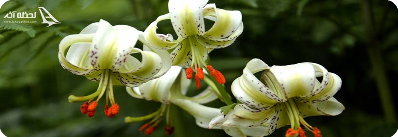 گل سوسن سفید