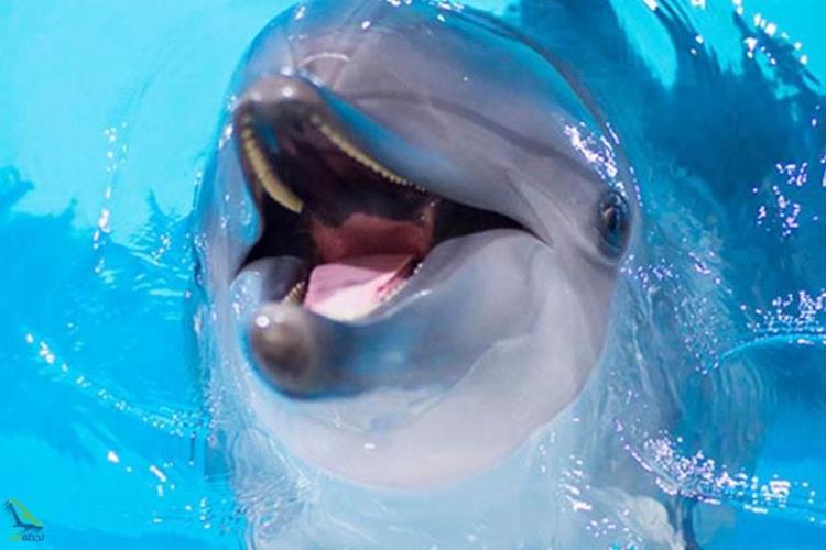 دیدنی های برج میلاد