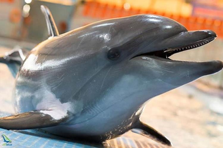 تفریحات برج میلاد تهران