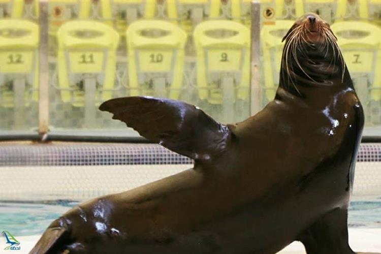 دلفین هاری دلفیناریوم برج میلاد