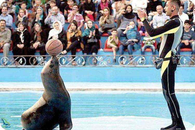 حیوانات دلفیناریوم برج میلاد