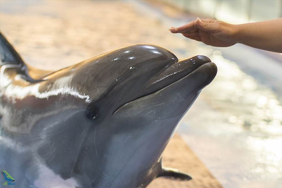 دلفیناریوم برج میلاد