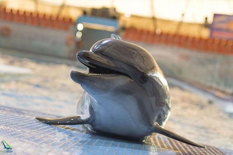 دلفیناریوم برج میلاد