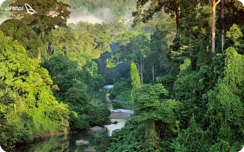 جنگل بارانی