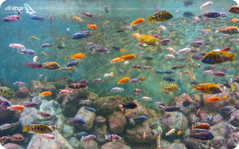 آبزیان آکواریوم اصفهان