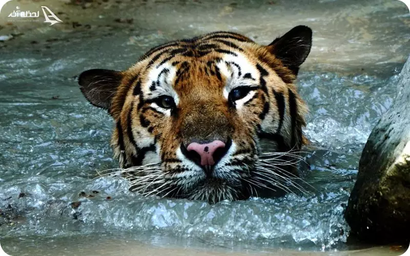  باغ وحش جدید تفلیس