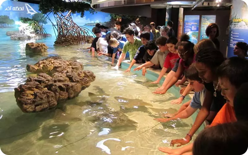 غذا دادن به آبزیان از نزدیک 