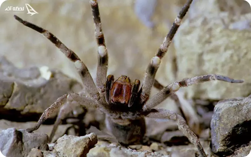 عنکبوت آرواره بریزیلی