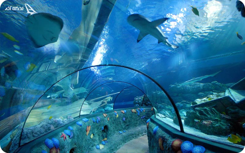 آکواریوم سی لایف در استانبول