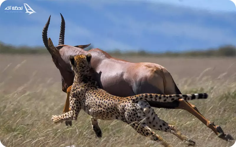 بهترین زمان سفر به پارک ملی تندوره