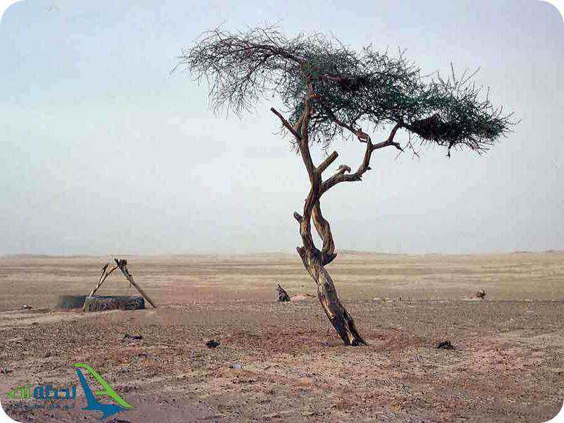 تنها ترین درخت