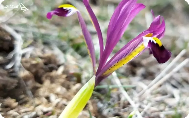 پوشش گیاهی شهر طالقان