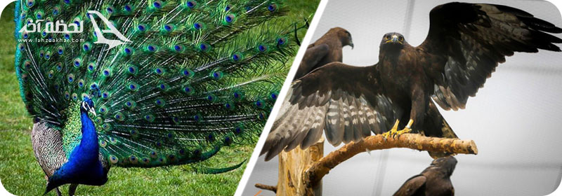 دیدنی های باغ پردنگان