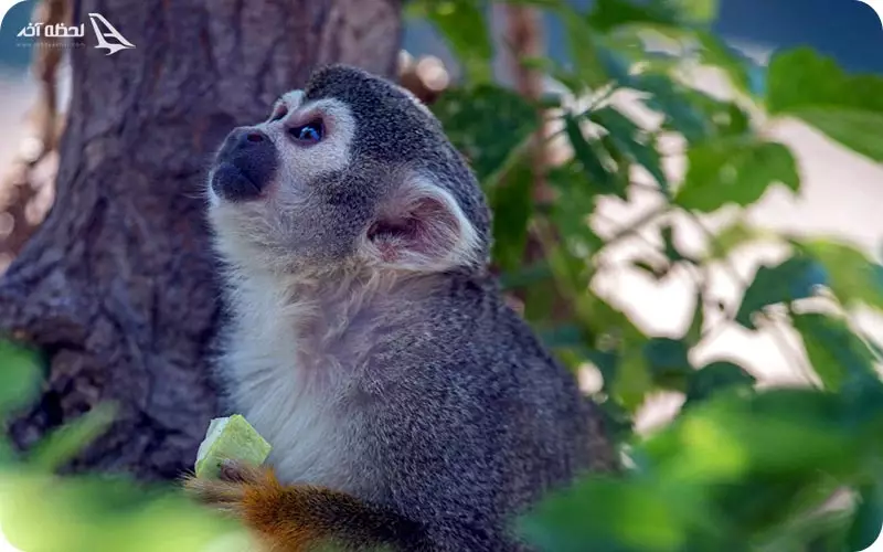 باغ وحش ایروان