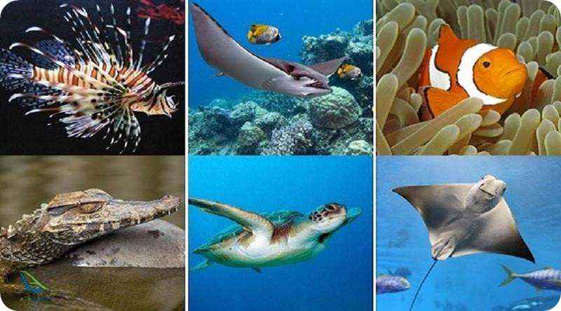 گونه های جانوری آکواریوم استانبول