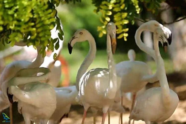 باغ پرندگان سپاد مشهد