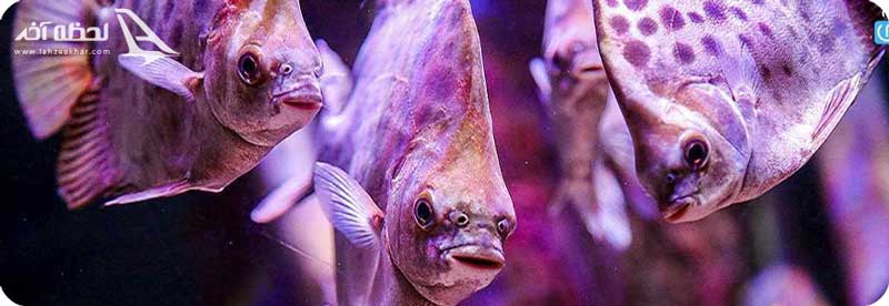 عکس اکواریم اصفهان