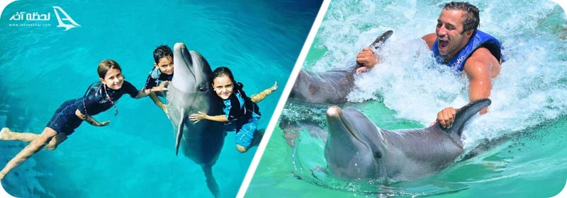 شنا کردن با دلفین ها در جزایر هاوایی