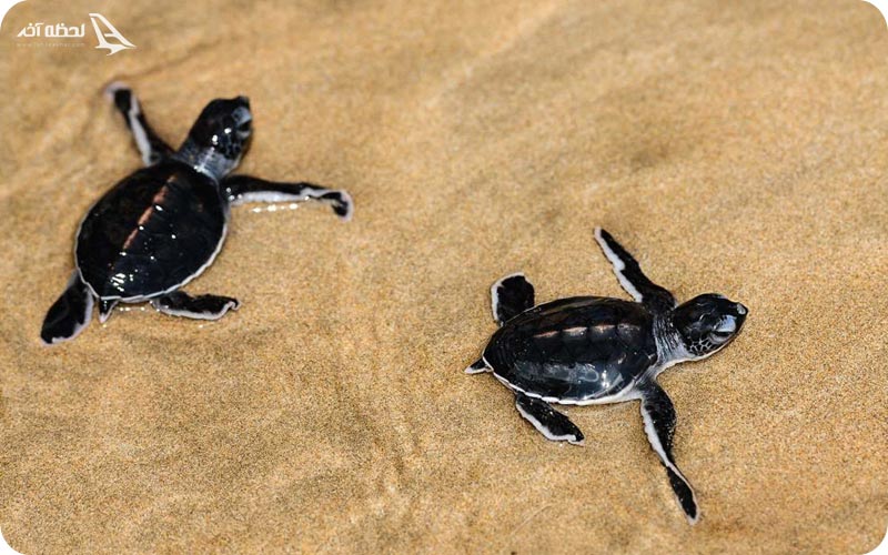 لاک پشت پوزه عقابی جزیره هنگام