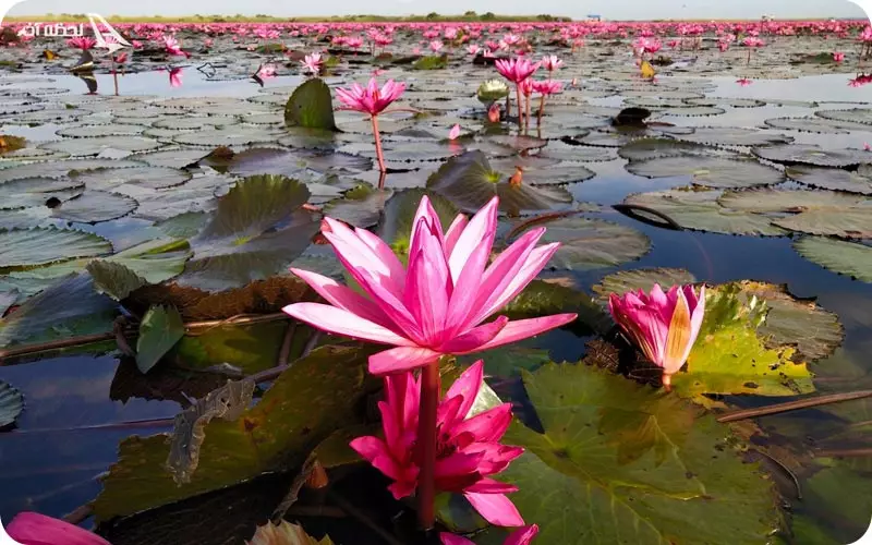 تالای بوا دانگ