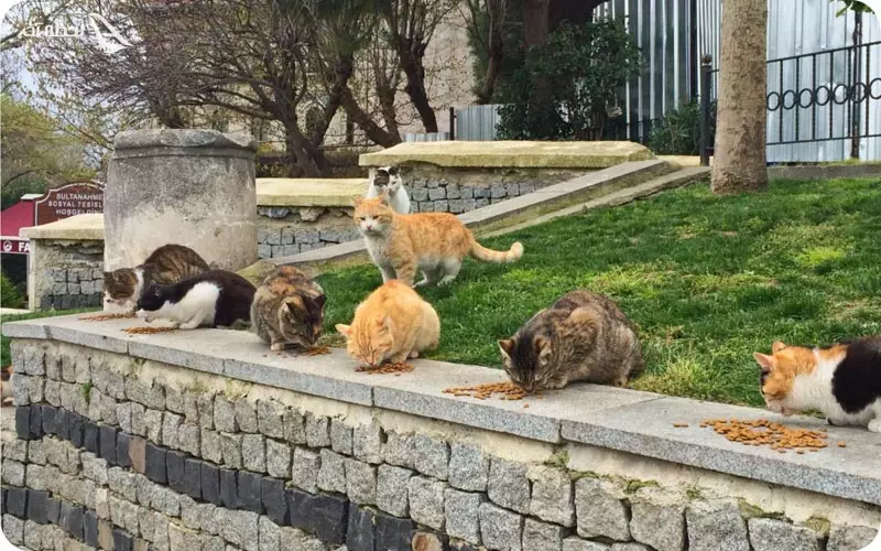 پوشش گیاهی جانوری استانبول