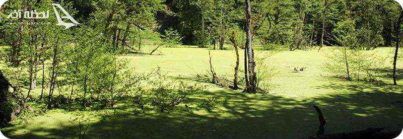 فصل بهار، بهترین زمان سفر به مرداب دیوک