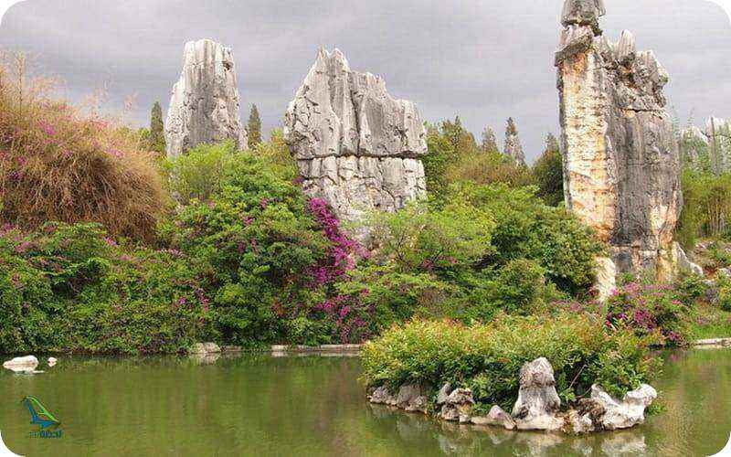 جنگل ینگ شده 