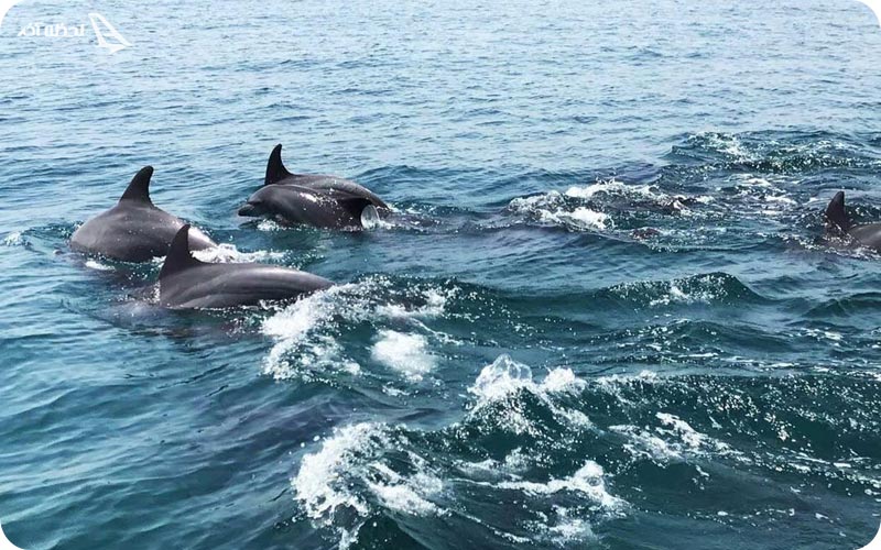 دلفین های بازیگوش جزیره هنگام