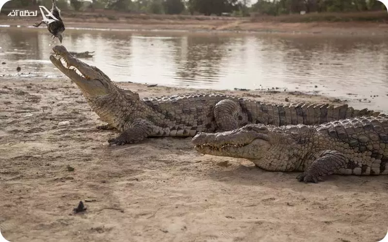 کروکودیل قشم