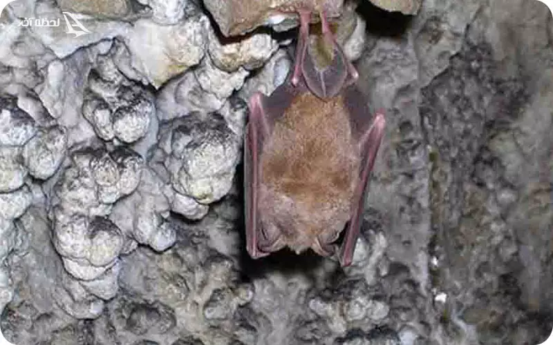 آدرس غار بیمار آب