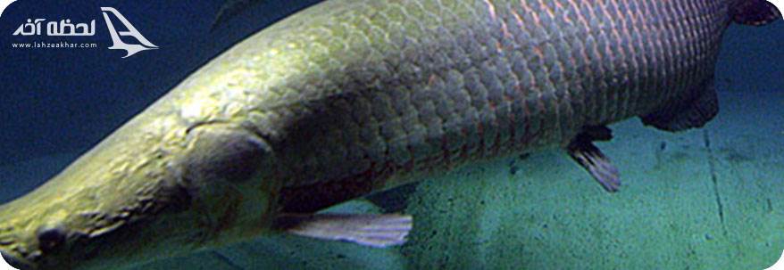 عکس ماهی اراپیما