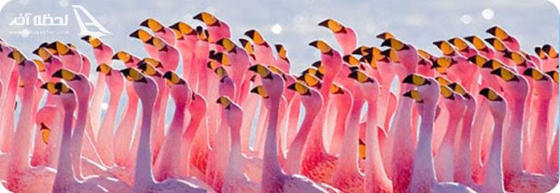 فلامینگوهای صورتی باغ وحش باکو