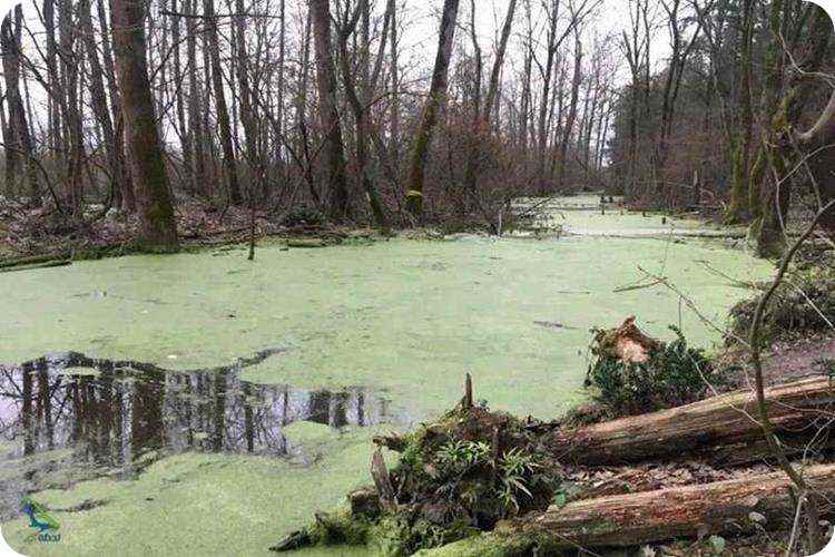 جنگل سراوان