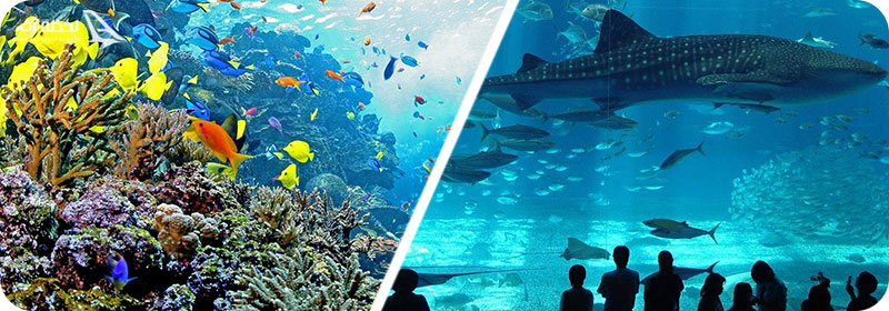بزرگترین آکواریوم موضوعی جهان