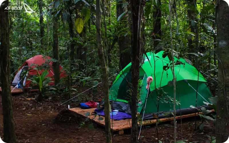 کمپ در جنگل