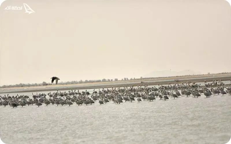 حیوانات دریاچه لیپار