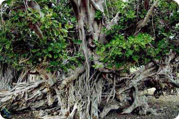 درخت انجیر معابد