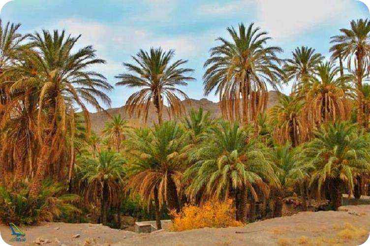 کویر زردگاه