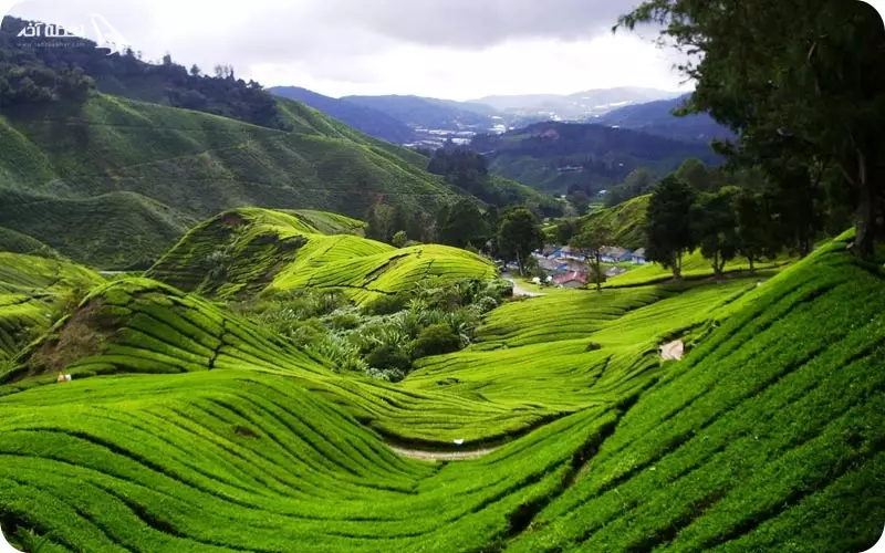 ارتفاعات کامرون در مالزی