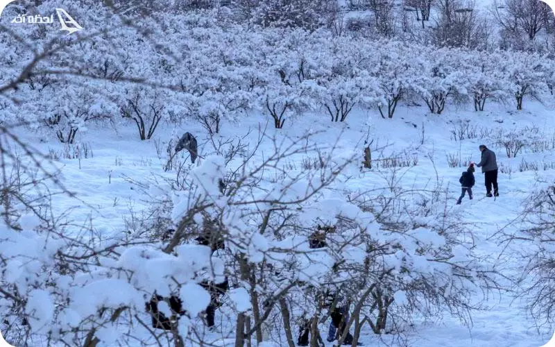 برف شهر کرد